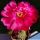 Lobivia arachnacantha hybrid cv. FLOR ROSSO VIOLA FLUO (Fluorescent red violet)