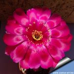 Lobivia arachnacantha hybrid cv. FLOR ROSSO VIOLA FLUO (Fluorescent red violet)