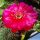 Lobivia arachnacantha hybrid cv. FLOR ROSSO VIOLA FLUO (Fluorescent red violet)