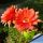 Echinopsis hybrid arancio violato fluo +++ / orange tinged with purple