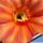Echinopsis hybrid arancio violato fluo +++ / orange tinged with purple