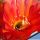 Echinopsis hybrid arancio violato fluo +++ / orange tinged with purple
