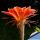 Echinopsis hybrid arancio violato fluo +++ / orange tinged with purple
