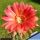 Echinopsis hybrid arancio violato fluo +++ / orange tinged with purple