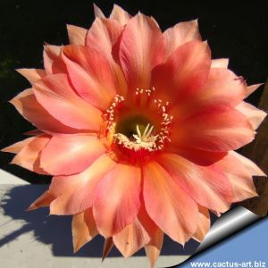Echinopsis hybrid arancio violato fluo +++ / orange tinged with purple
