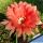 Echinopsis hybrid arancio violato fluo +++ / orange tinged with purple