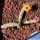 Tromotriche longii Cl. Cole99 Richtersveld, Sudafrica