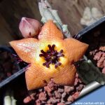 Tromotriche longii Cl. Cole99 Richtersveld, Sudafrica