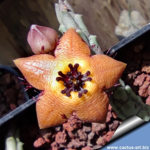 Tromotriche longii Cl. Cole99 Richtersveld, Sudafrica (Orbea longii)