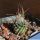 Turbinicarpus gracilis (long spine form)