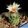 Turbinicarpus gracilis (long spine form)