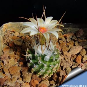 Turbinicarpus gracilis f. longispinum