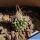Turbinicarpus gracilis (long spine form)