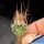 Turbinicarpus gracilis f. longispinum