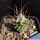 Turbinicarpus gracilis (long spine form)