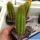 Hildewintera hybrid cv. GOLDSCHUPPE