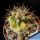 Ferocactus fordii 'Pazzo' f. variegata (Seeds from monstrous plants)