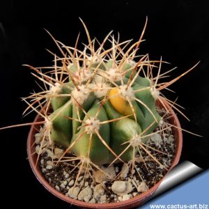 Ferocactus fordii 'Pazzo' f. variegata (Seeds from monstrous plants)