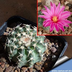 Echinocereus pulchellus v. weinbergii 'venustus' Tepetate, San Luis Potosi, Mexico