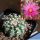 Echinocereus pulchellus v. weinbergii 'venustus' Tepetate, San Luis Potosi, Mexico