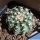 Echinocereus pulchellus v. weinbergii 'venustus' Tepetate, San Luis Potosi, Mexico