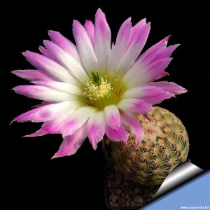 Echinocereus pectinatus Luis Moya, Durango, Mexico