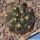 Gymnocalycium vatteri v. unguispinum (inermis) pale spine form.