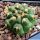 Gymnocalycium vatteri v. unguispinum (inermis) pale spine form.