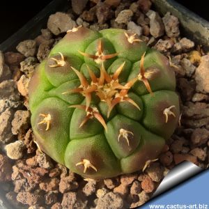 Gymnocalycium vatteri v. unguispinum (inermis) pale spine form.