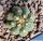 Gymnocalycium vatteri v. unguispinum (inermis) pale spine form.