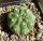 Gymnocalycium vatteri v. unguispinum (inermis) pale spine form.