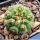 Gymnocalycium vatteri v. unguispinum (inermis) pale spine form.