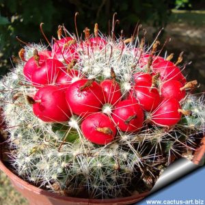 Mammillaria oteroi San Juan del Estado, Oaxaca, Messico