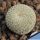 Epithelantha micromeris v. densispina L661 Sierra de la Paila, Coahuila, Mexico, 1200-1700m