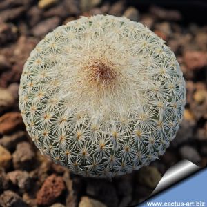 Epithelantha micromeris v. densispina L661 Sierra de la Paila, Coahuila, Mexico, 1200-1700m