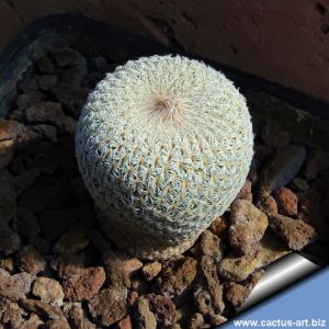 Epithelantha micromeris v. densispina L661 Sierra de la Paila, Coahuila, Mexico, 1200-1700m