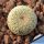 Epithelantha micromeris v. densispina L661 Sierra de la Paila, Coahuila, Mexico, 1200-1700m