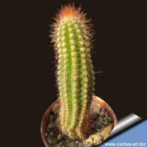 Cipocereus minensis Minas Gerais, Brazil