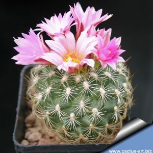 Gymnocactus knuthianus Guadalcazar, San Luis Potosi, Mexico