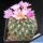 Gymnocactus knuthianus Guadalcazar, San Luis Potosi, Mexico