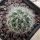 Gymnocactus knuthianus Guadalcazar, San Luis Potosi, Mexico