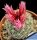 Gymnocactus knuthianus Guadalcazar, San Luis Potosi, Mexico