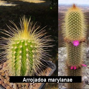 Arrojadoa marylanae
