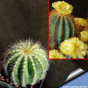 Notocactus magnificus (Parodia magnifica)