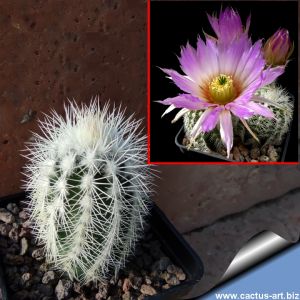 Echinocereus reichenbachii ssp. baileyi 'minor' (albispinus) JRT228 Troy, Johnston Co., Oklahoma, USA