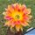 Echinopsis hybrid cv. SUNNY SISTER (J.2014.31.16)
