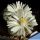 Lithops marmorata fma. framesii SB1097 Naip, North of Springbok, Little Namaqualand, North-West Cape Province, South Afr
