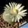 Lithops marmorata fma. framesii SB1097 Naip, North of Springbok, Little Namaqualand, North-West Cape Province, South Afr