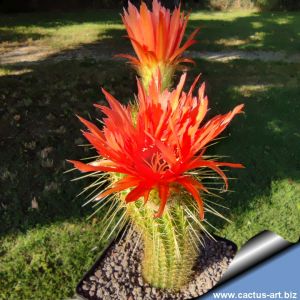 Trichopsis (Trichocereus x Echinopsis hybrid) cv. SUPER APRICOT RED