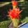 Trichopsis (Trichocereus x Echinopsis hybrid) cv. SUPER APRICOT RED